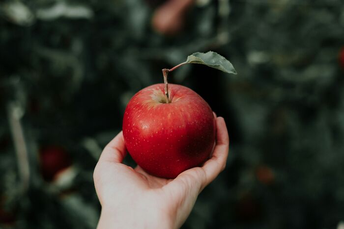 Hand holding a red apple with a leaf in an orchard, representing disturbing science facts about nature and food.