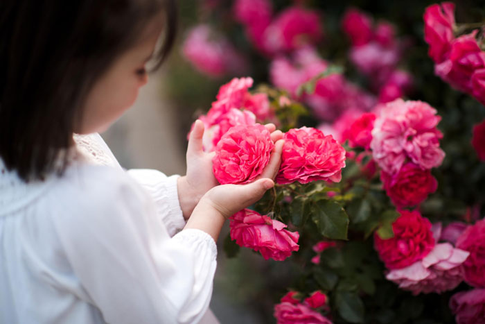 Young child gently holding vibrant pink roses in a neighbor&rsquo;s yard, highlighting concerns about entitled neighbor behavior.