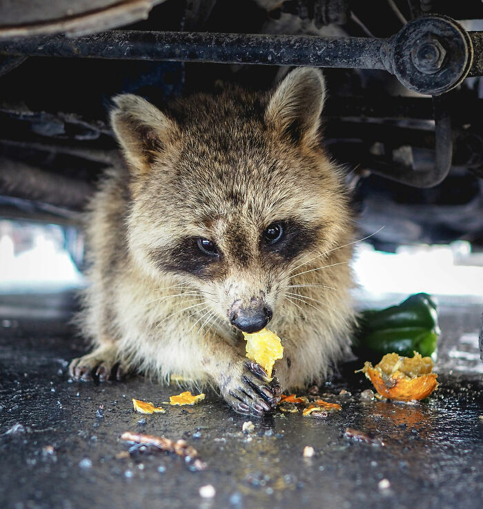 Raccoon raiding snacks under a vehicle, capturing the mischievous behavior linked to liquor store incidents and hilarious reactions.