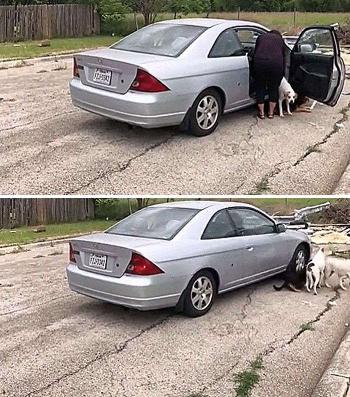 Person releasing dogs from a car with a flat tire on a c*****d road, a frustrating rage-inducing situation.