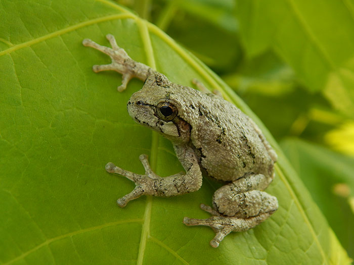 Gray tree frog resting on a large green leaf, illustrating interesting truly random facts about nature and animals.