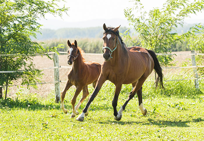 Two horses running freely in a sunny field, illustrating nature and random facts about animals and life.