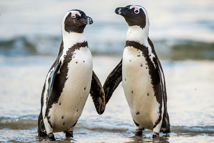 Two African penguins standing on a beach, showcasing unique markings in a truly random facts nature scene.