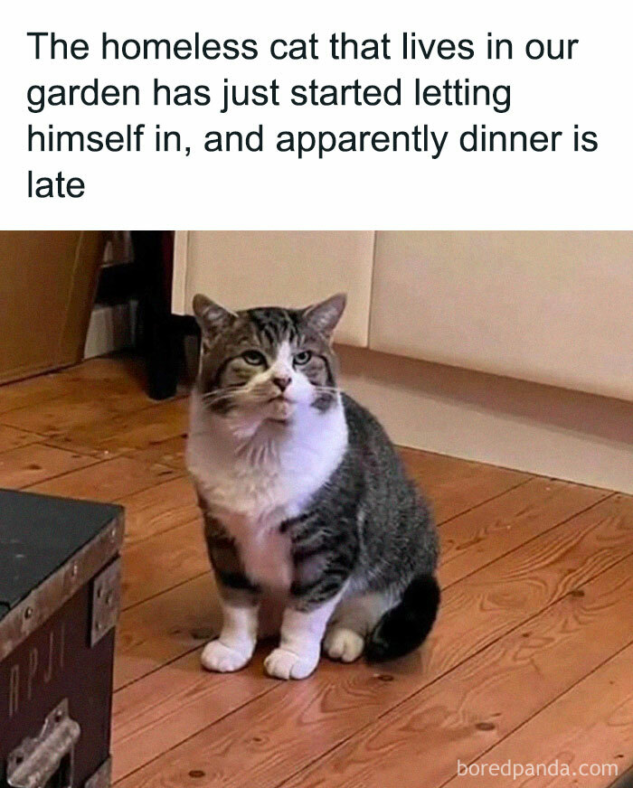 Homeless cat in a home looking impatient for dinner, featured in humorous cat memes for a happy place.