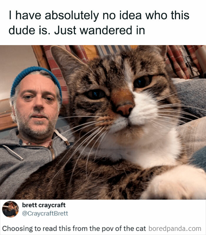 Close-up of a tabby cat with a man in a blue beanie behind, featured in popular cat memes for laughter and joy.