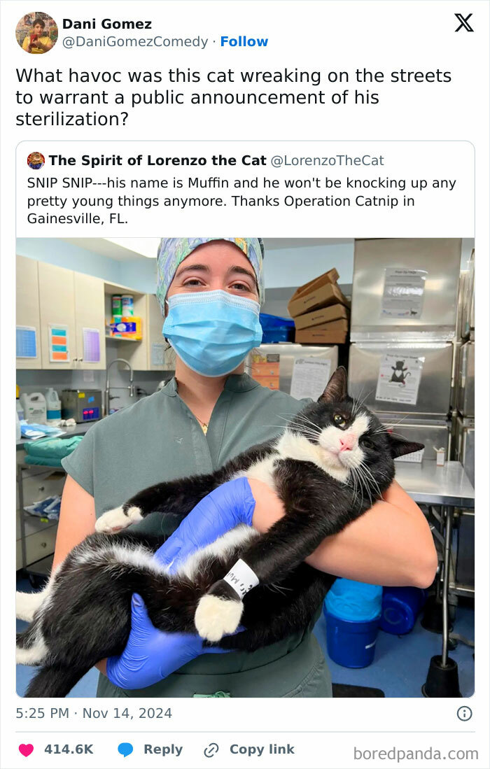 Veterinarian holding a relaxed black and white cat after sterilization, a popular post in cat memes humor.
