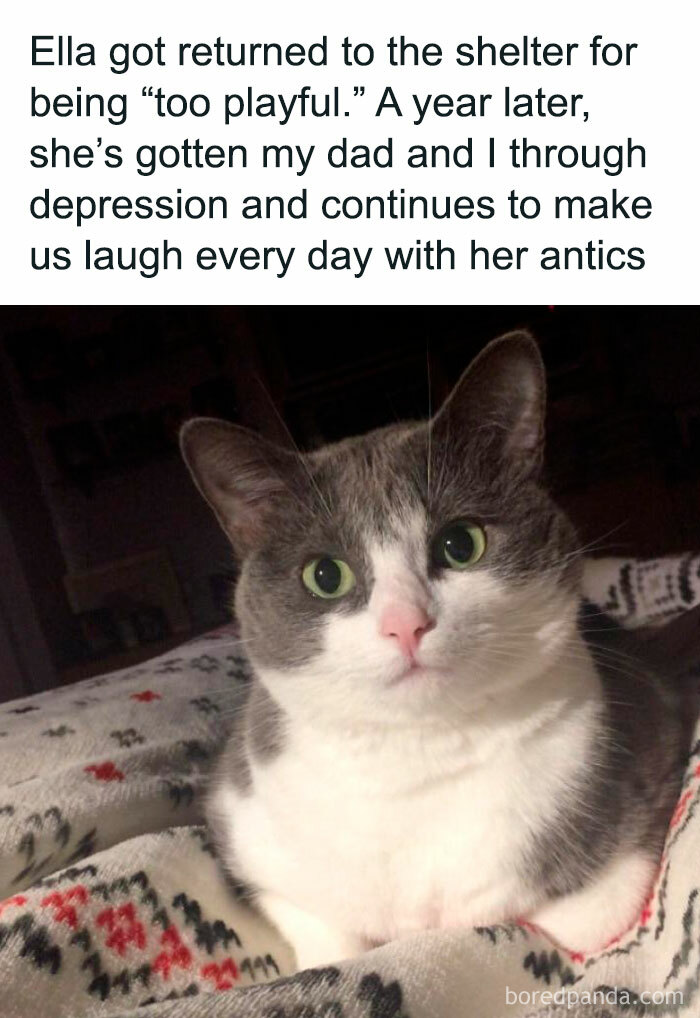 If Cat Memes Are Your Favorite Form Of Self Care These 80 Funny Posts If Cat Memes Are Your Favorite Form Of Self Care These 80 Funny Posts