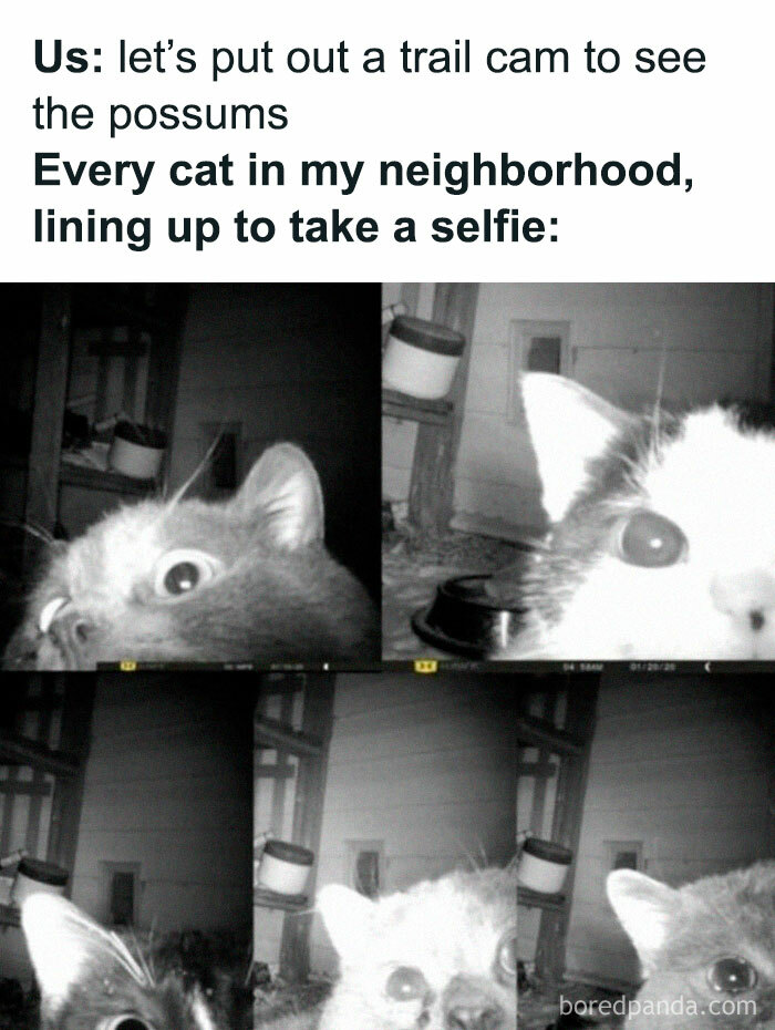 Multiple cats caught on trail cam, each with curious or funny expressions, perfect for cat memes fans and hilarious posts.