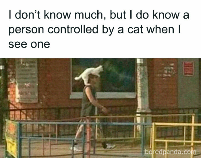 Person walking outside with a white cat sitting on their head, showcasing funny cat memes and cat humor content.