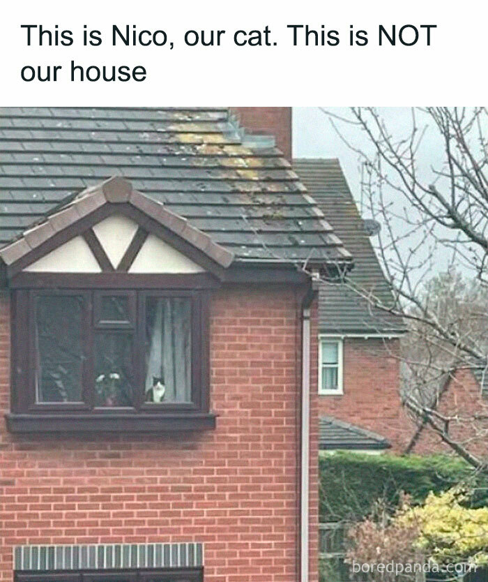 A cat named Nico sitting in a window of a brick house, featured in a humorous cat memes post.