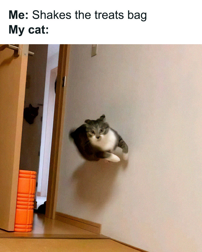Cat meme showing a cat mid-jump off the wall, reacting to someone shaking a treats bag indoors.