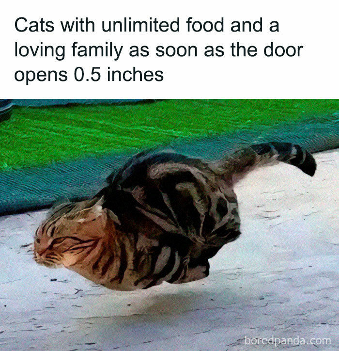 Cat meme showing a playful tabby cat jumping with joy, capturing the humor of cat memes and their happy place appeal.