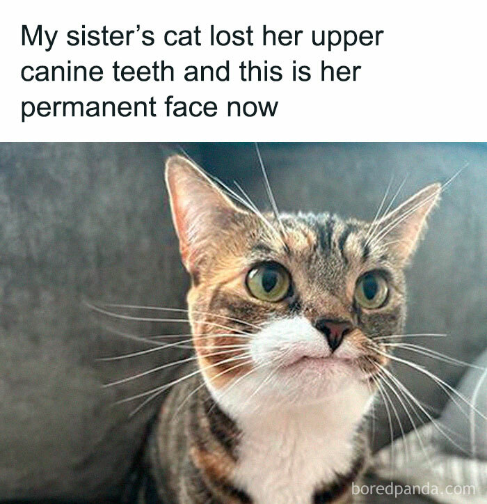 Cat meme showing a close-up of a cat with missing upper canine teeth, looking confused and funny.