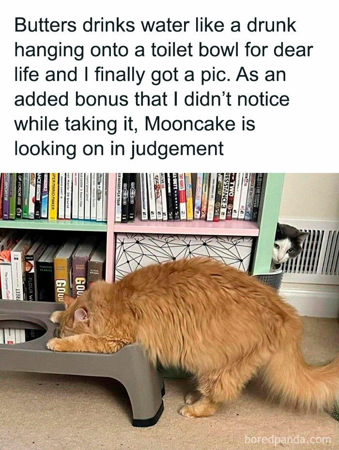 Orange cat drinks water awkwardly while another cat watches in judgment, perfect for cat memes lovers.