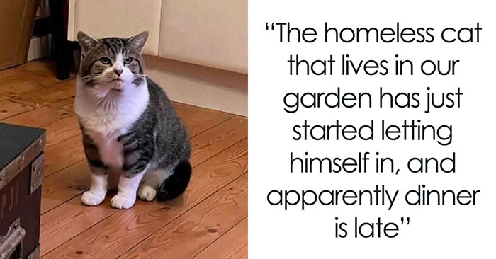 “Cat Distribution System In Effect”: 80 Funny Feline Memes To Make Your Day Way Better