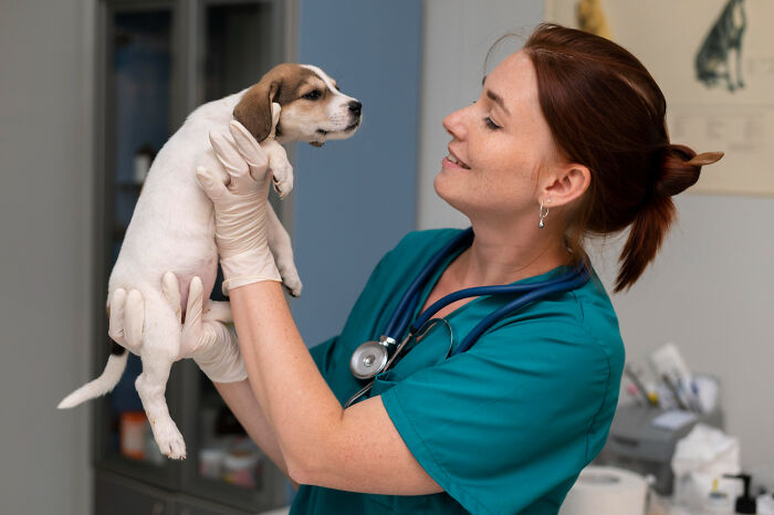 Veterinarian holding a puppy in a clinic, highlighting stories of most likely to succeed with unexpected plot twists.