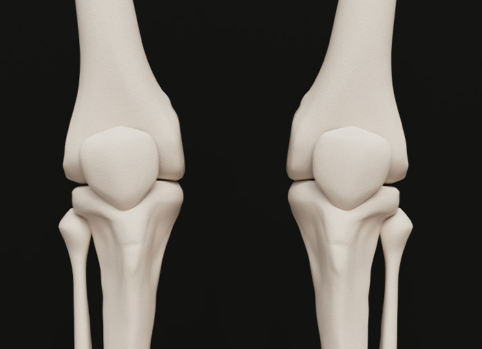 3D rendering of human knee bones highlighting the anatomy of the human body and mammalian dive reflex concept.