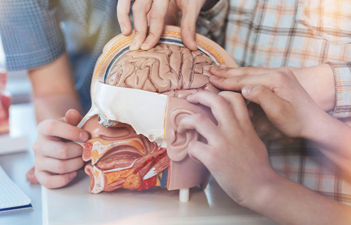 Hands of several people examining a detailed human body model focusing on the brain and anatomical features.