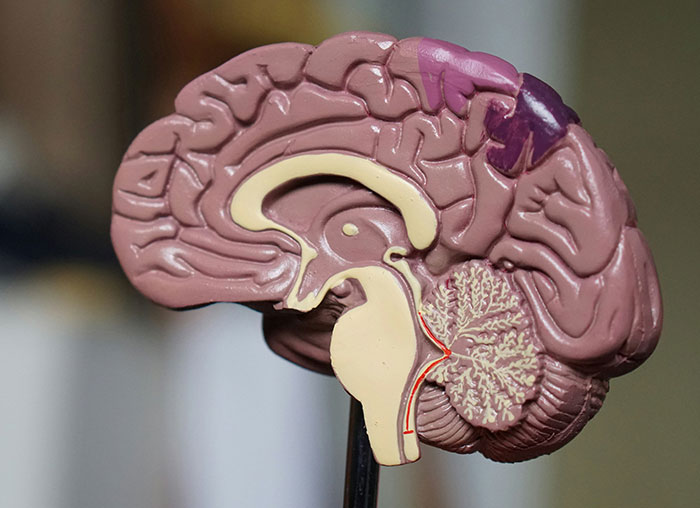 Detailed model of the human brain illustrating anatomy related to the mammalian dive reflex in the human body.