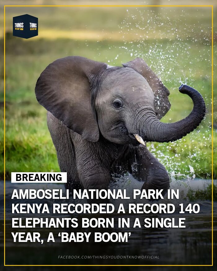 Baby elephant splashing water at Amboseli National Park, a compelling fact for interesting conversation starters.