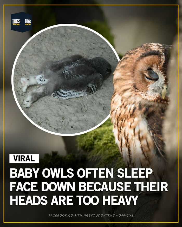 Baby owls sleeping face down with heads too heavy, a compelling fact and great conversation starter at a dinner party.