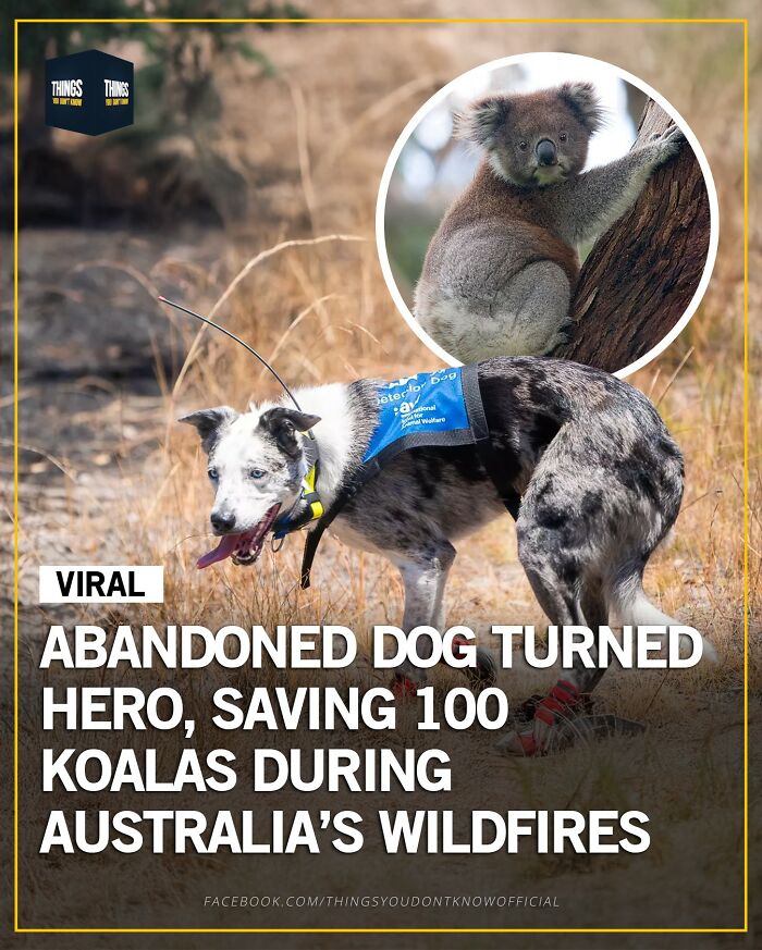 Abandoned dog turned hero saving koalas during Australia wildfires, a compelling fact and story for dinner party conversations