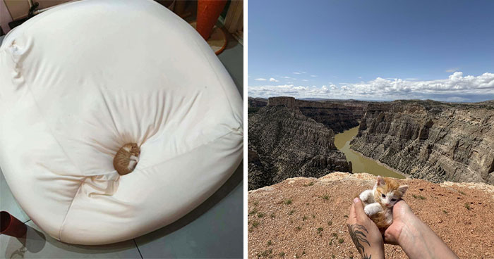 50 Tiny Cats In Big Rooms Looking Way Too Precious For This World