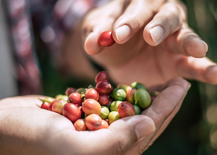 Hands holding fresh red and green coffee cherries, highlighting interesting today I learned facts about coffee.