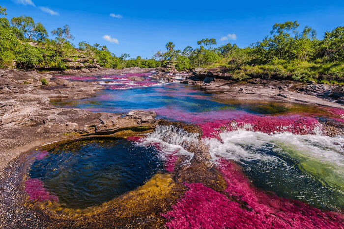 A vibrant river with colorful pink aquatic plants and clear water in a natural landscape that looks AI generated but is real.