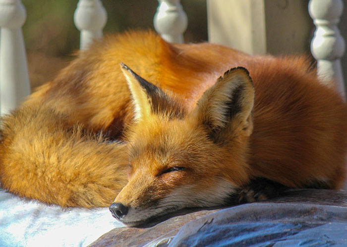 Fox resting peacefully on a porch railing, one of the strangest things people accidentally saw neighbors doing outside.
