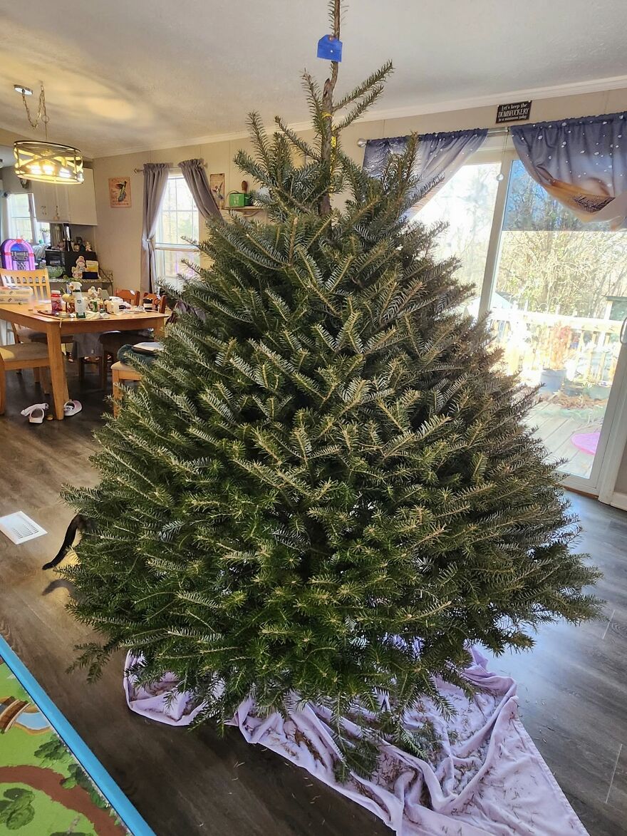 Fresh vintage Christmas decorations tree set up indoors before decorating for nostalgic holiday celebration.