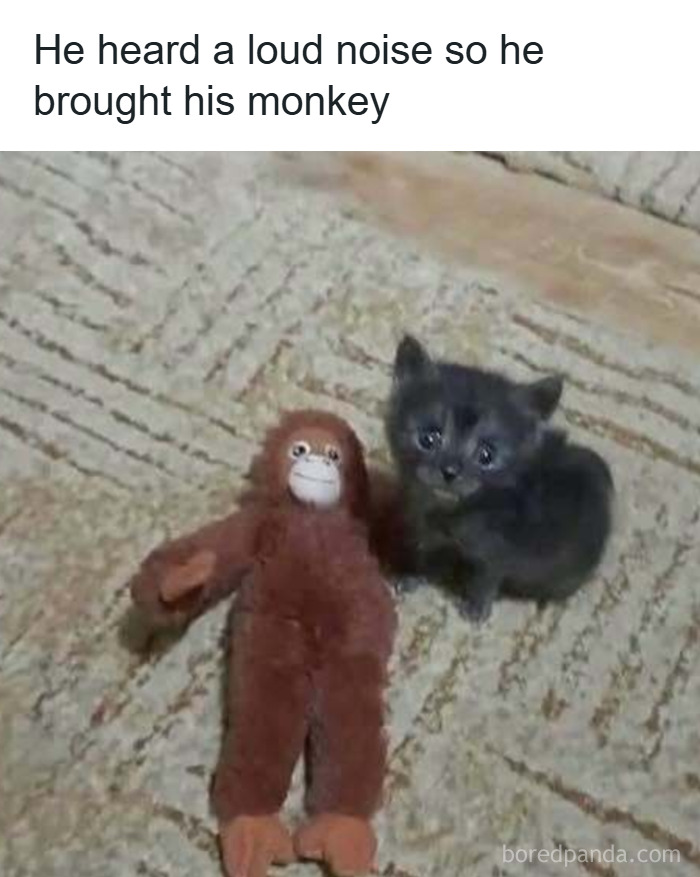Cute kitten sitting next to a stuffed monkey toy, a funny meme from Know Your Meme collection.