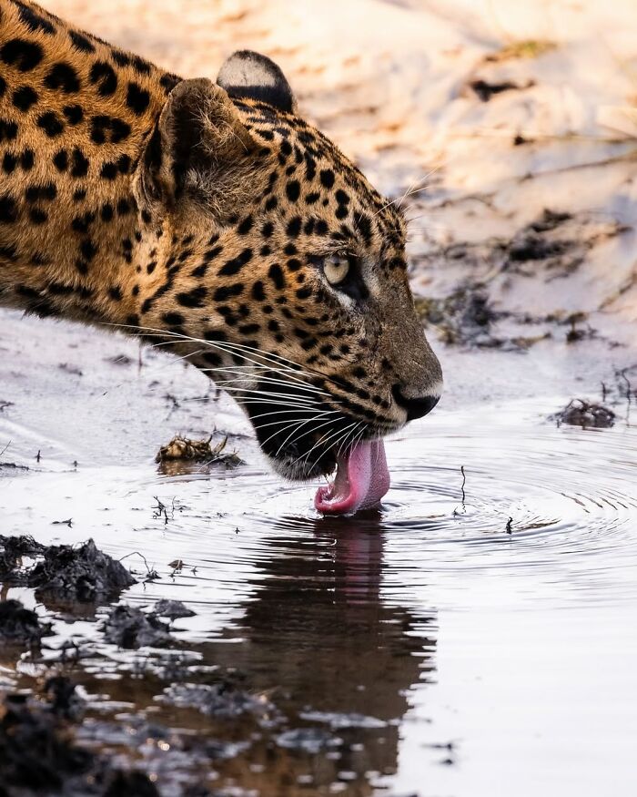 Close-up of a leopard drinking water in the African wild, showcasing stunning wildlife photography in natural habitat.