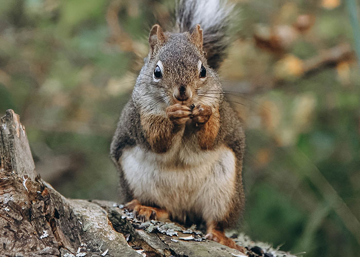 Ardilla comiendo sobre un tronco en el bosque, imagen que representa consecuencias no deseadas con celos intensos.