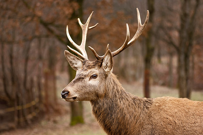 A close-up of a deer with antlers standing in a forest, illustrating strange excuses like chinchilla ate her wallet.