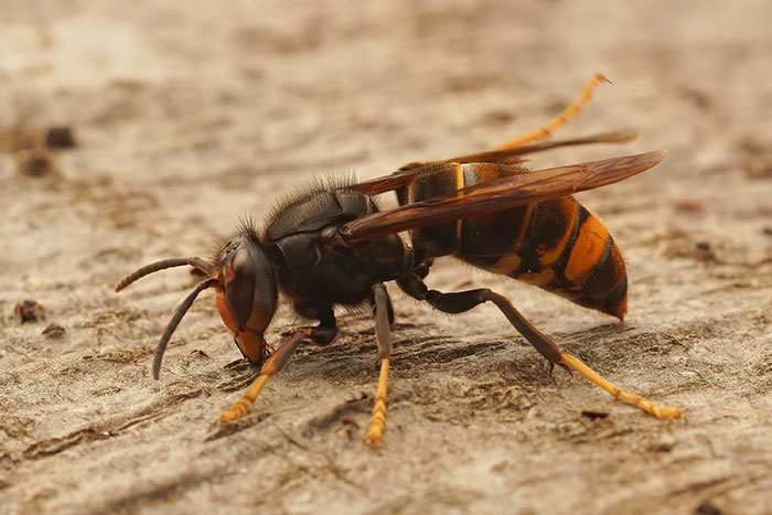 Close-up of a hornet on a wooden surface illustrating strange excuses for missing work including unusual animal-related incidents.