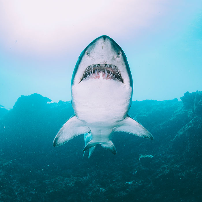 Underwater close-up of a shark swimming near the ocean floor, illustrating strange excuses for missing work.