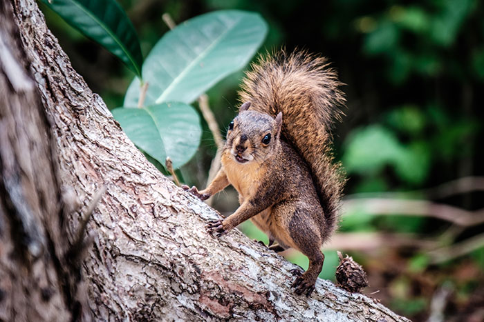 Squirrel perched on a tree branch in a forest, illustrating strange excuses for missing work like a chinchilla eating her wallet.