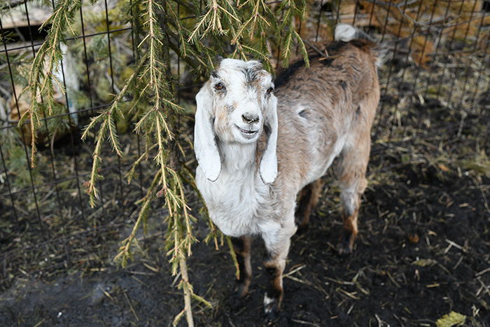Young goat standing near hanging branches inside a fenced enclosure, representing strange excuses for missing work.