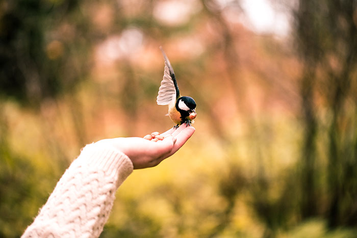 Person in a sweater feeding a small bird from their hand, illustrating a quirky chinchilla ate her wallet excuse concept.