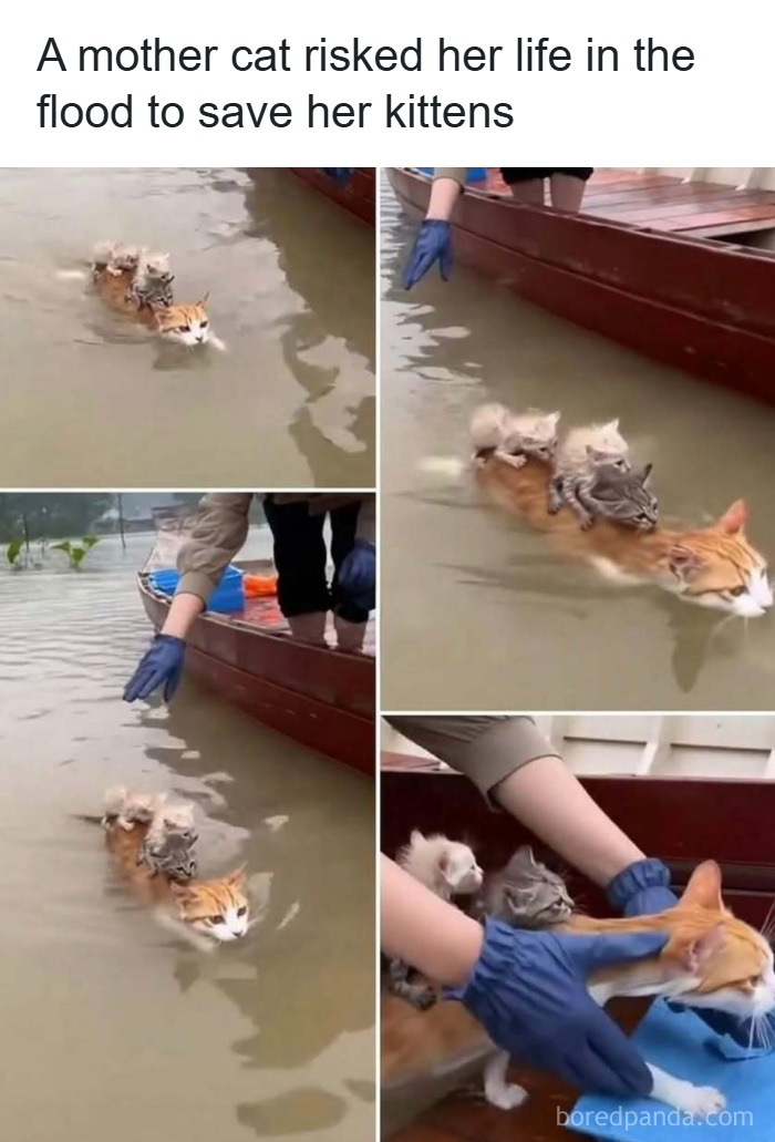 A mother cat swimming through floodwaters carrying kittens on her back in a heartwarming animal rescue scene.