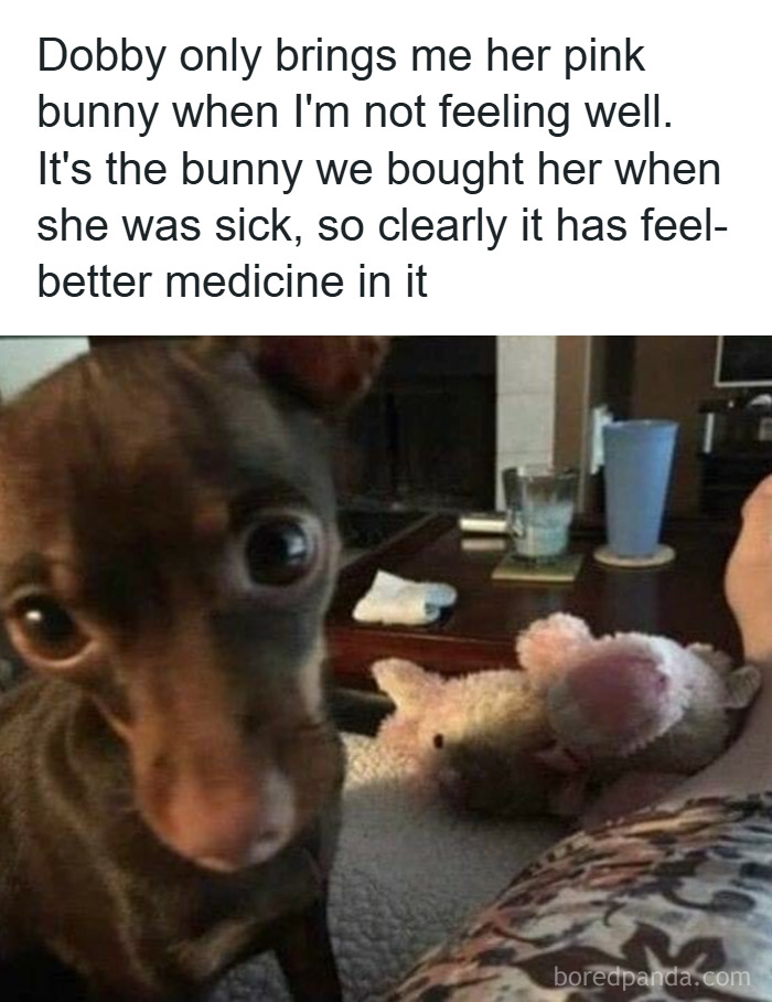 Close-up of a small dog bringing a pink stuffed bunny as a funny and wholesome animal gesture to feel better.