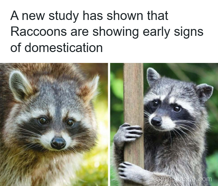 Two raccoons in nature showing early signs of domestication, featured in funny and wholesome animal posts.