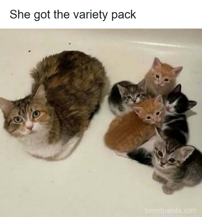 A mother cat with a variety of kittens together, showcasing funny and wholesome animals to cleanse your feed.