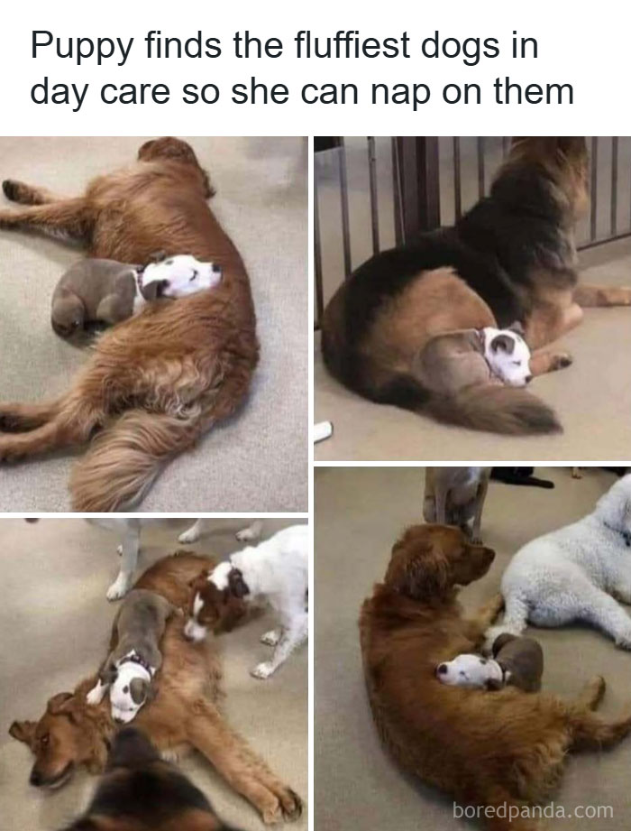 Puppy napping on fluffy dogs at day care, showcasing funny and wholesome animal moments to cleanse your feed.