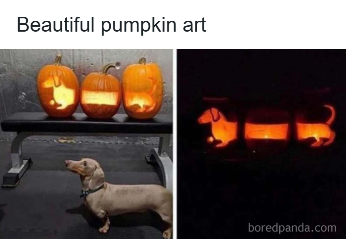 Three pumpkins carved with animal designs on a bench and a dachshund dog next to them, showcasing funny and wholesome animals.