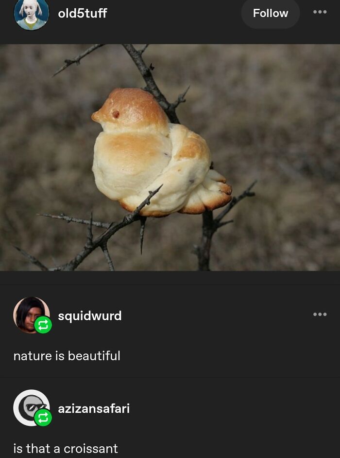 Bread shaped like a bird perched on a branch, a sweet and wholesome picture to cleanse your feed.