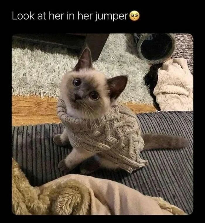 Kitten wearing a cozy knitted jumper sitting on a rug, one of the sweetest wholesome pics to cleanse your feed.