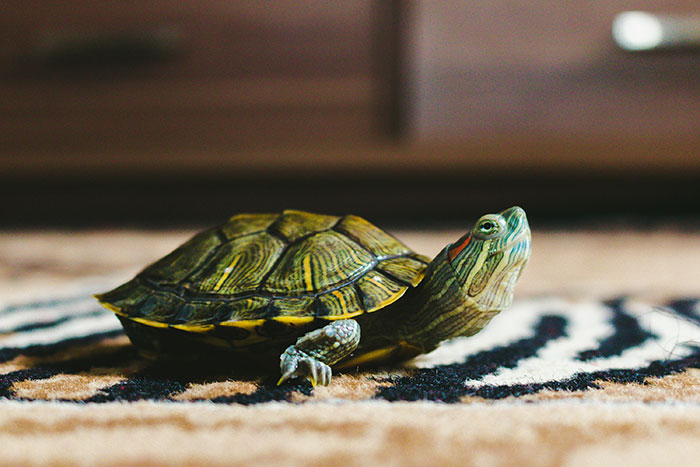 Small turtle on patterned carpet representing one of the worst gifts people have ever received indoors.