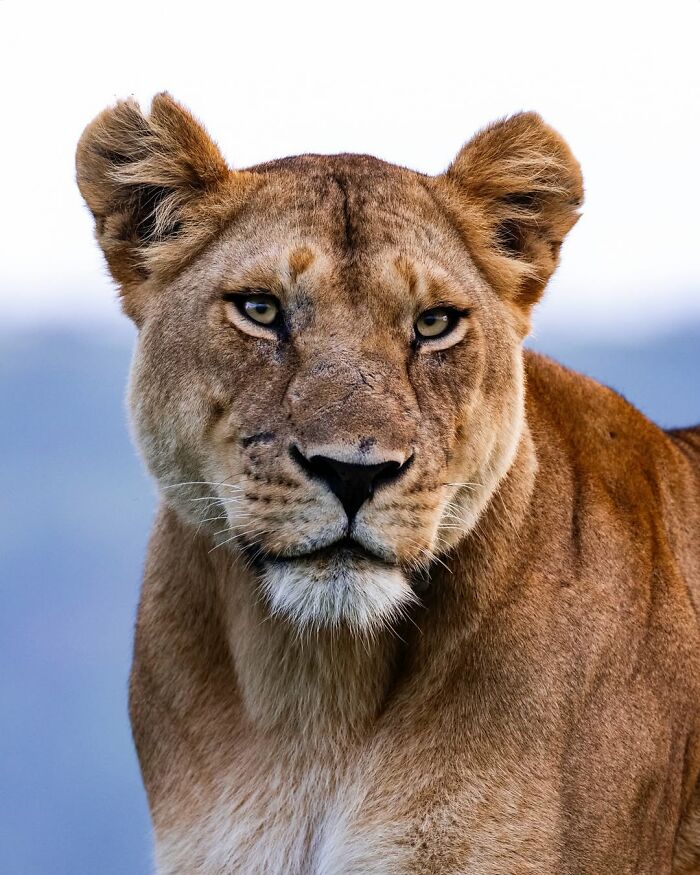 Close-up of a lioness in the African wild captured by a wildlife photographer showcasing breathtaking animal moments.